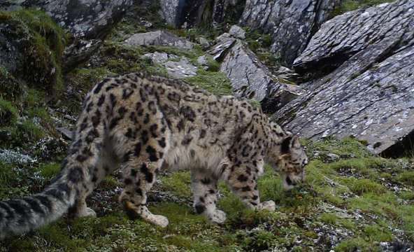 重大发现!卧龙雪豹数量不少于26只 分布密度居