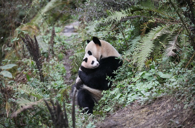 大熊猫国家公园形象标识邀你来设计