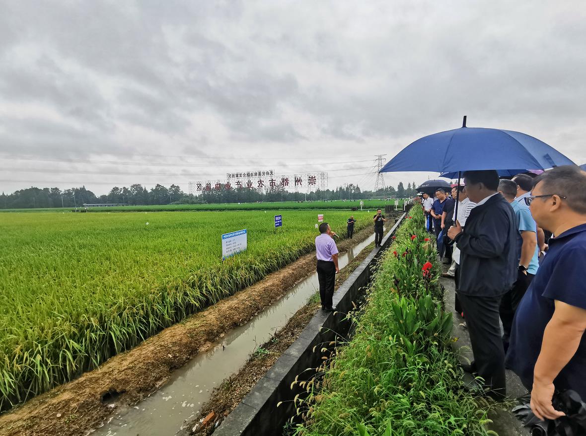 四川觀察25個水稻獲獎品種首次集中亮相院士點贊川米大軍